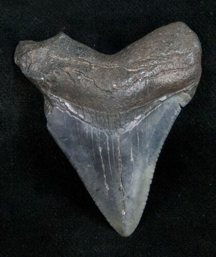 Megalodon Tooth - Georgia River Find #10988